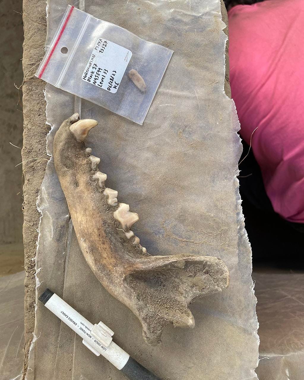 Evidence reveals human-dog bonds in the Americas began 12,000 years ago