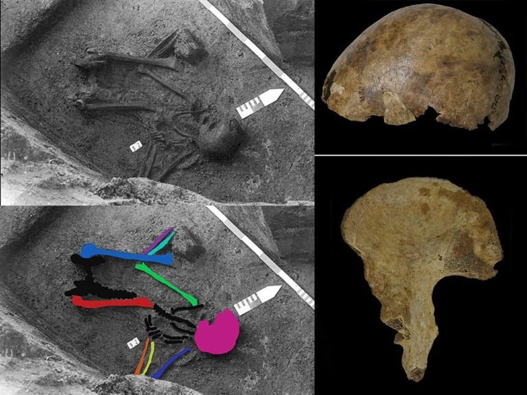 Archaeologists solve mystery of puzzling skeleton made from bones of 5 people found in Belgium