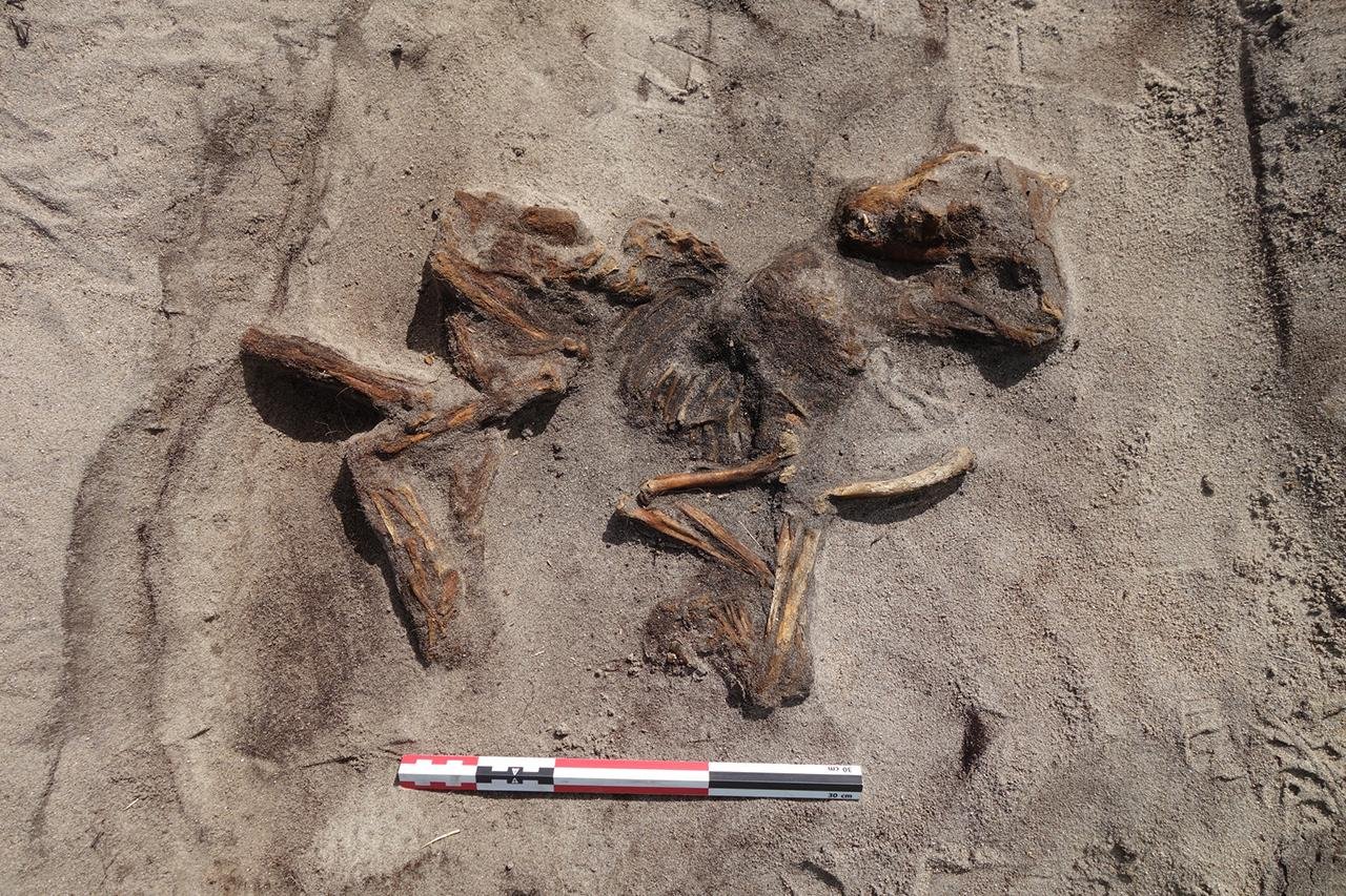 Viking-era boat burial unearthed in Norway reveals 1,100-year-old remains of woman and her dog
